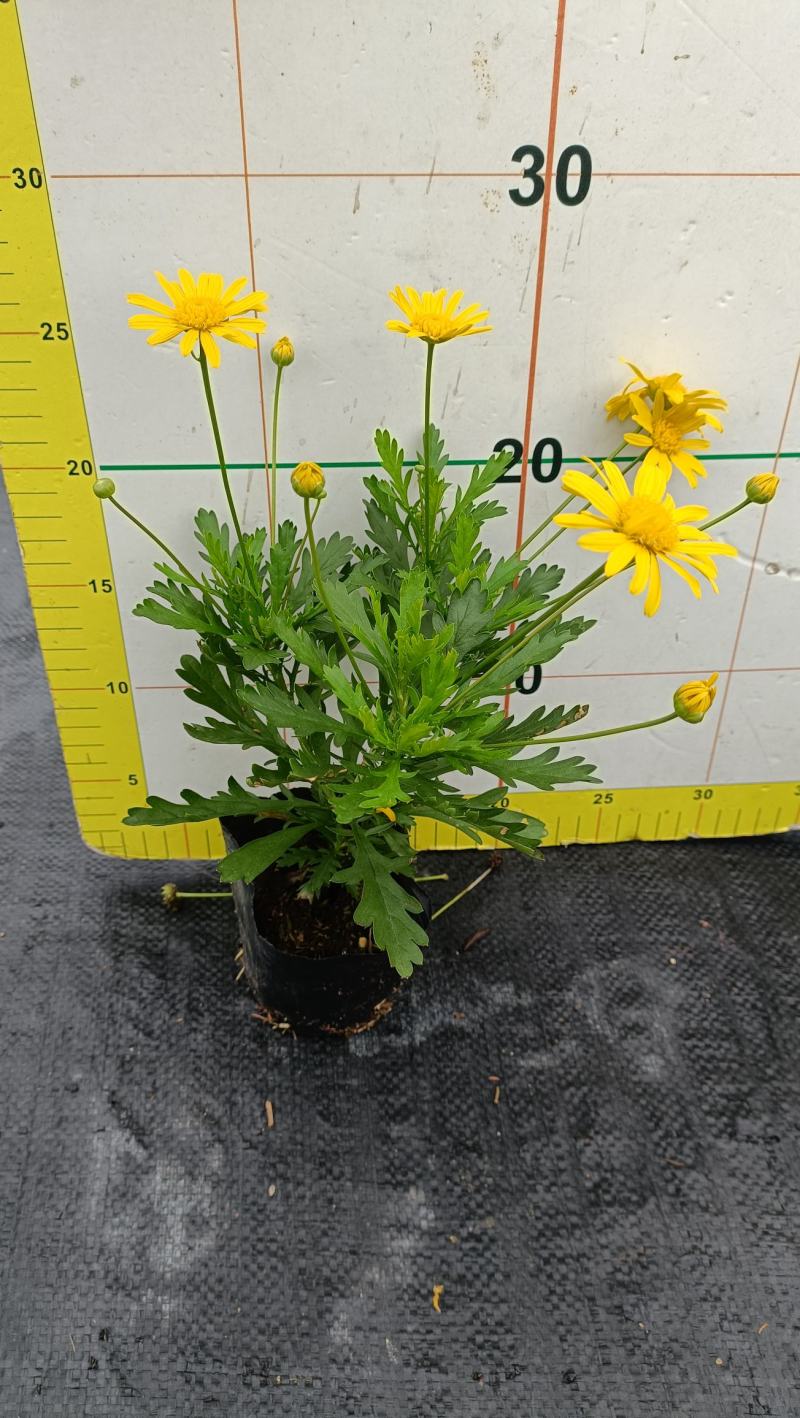 木春菊花海品种，多年生基地直销泥炭土种植