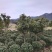 【规格齐全】供应米径3-5公分的优桂花树，八月桂全国发