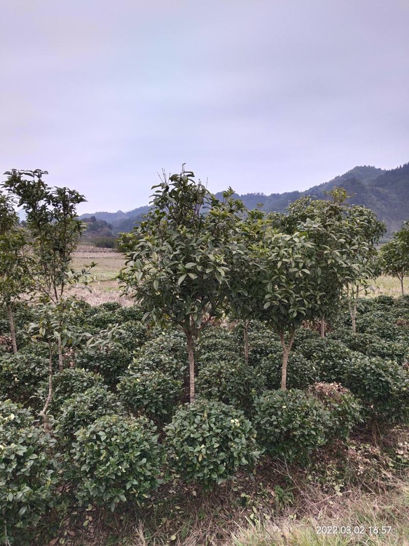 【规格齐全】供应米径3-5公分的优桂花树，八月桂全国发
