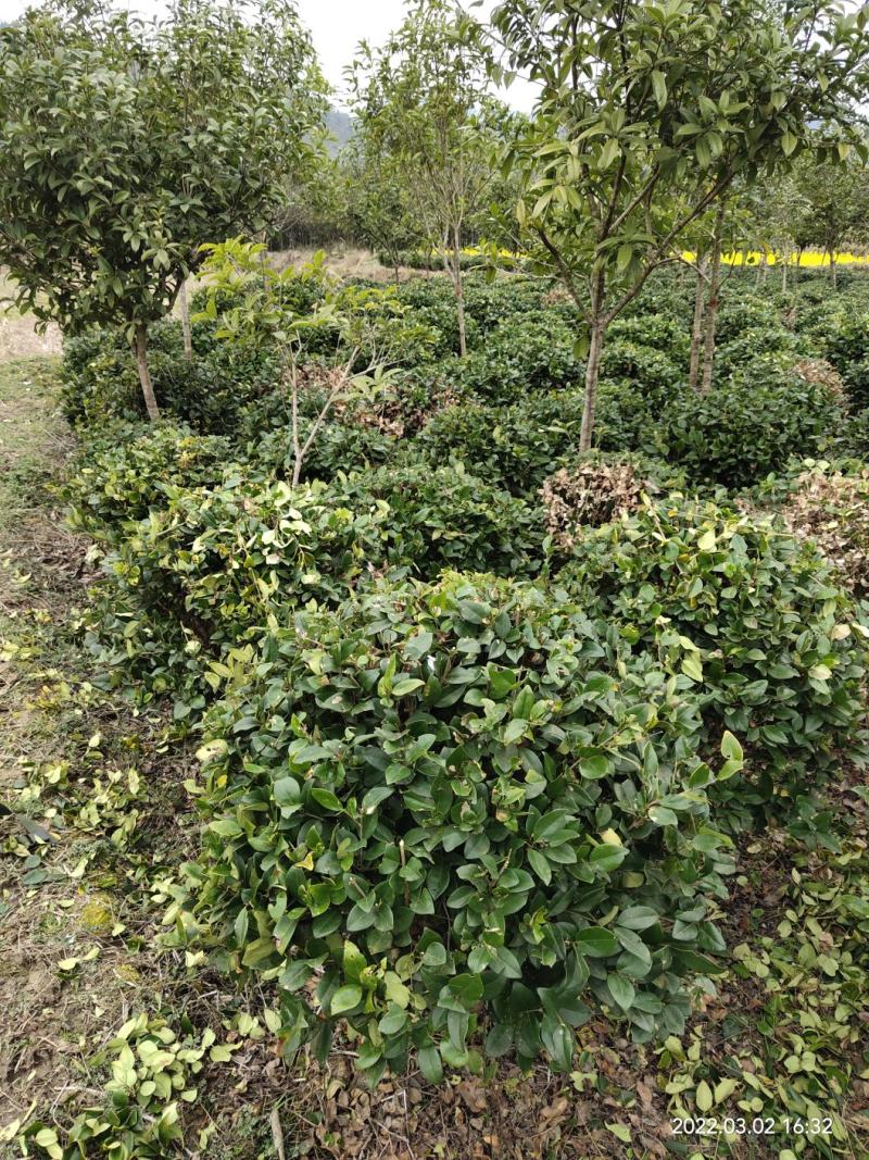 【规格齐全】供应米径3-5公分的优桂花树，八月桂全国发
