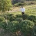 【规格齐全】供应米径3-5公分的优桂花树，八月桂全国发