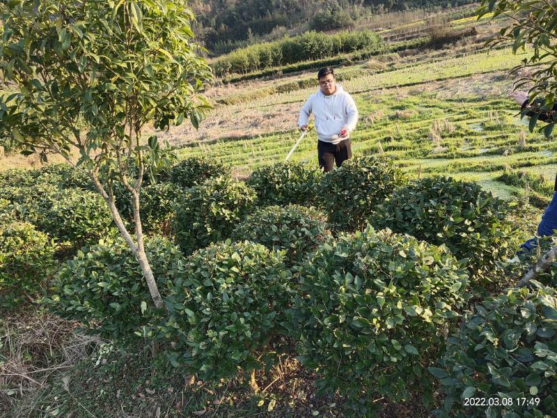 【规格齐全】供应米径3-5公分的优桂花树，八月桂全国发