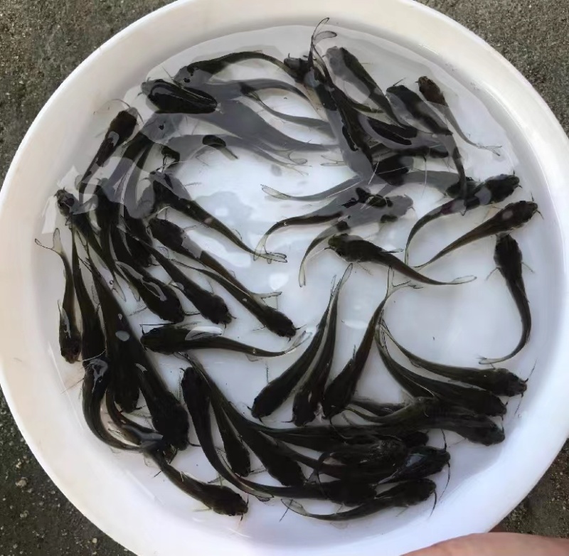 叉尾鮰鱼苗，斑点叉尾鱼苗。江团鱼苗，规格齐全