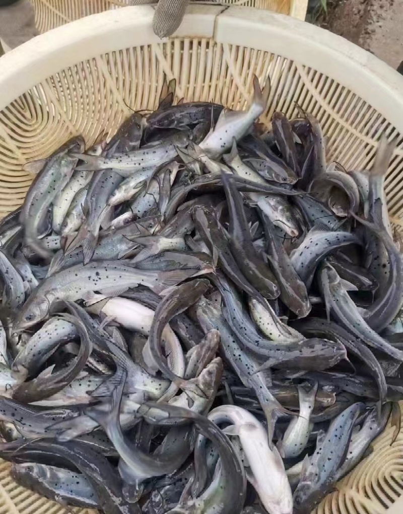 叉尾鮰鱼苗，斑点叉尾鱼苗。江团鱼苗，规格齐全