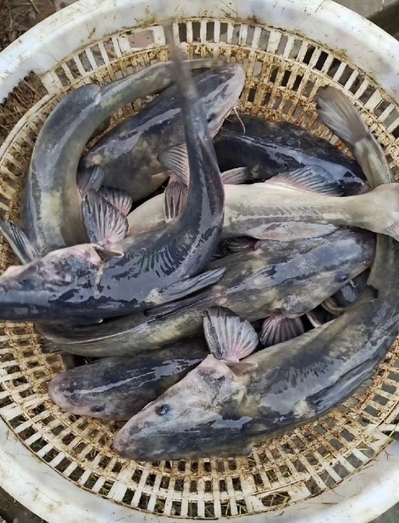 叉尾鮰鱼苗，斑点叉尾鱼苗。江团鱼苗，规格齐全