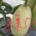新乐市甜瓜4月份大量上市欢迎新老客户前来选购随到随装车
