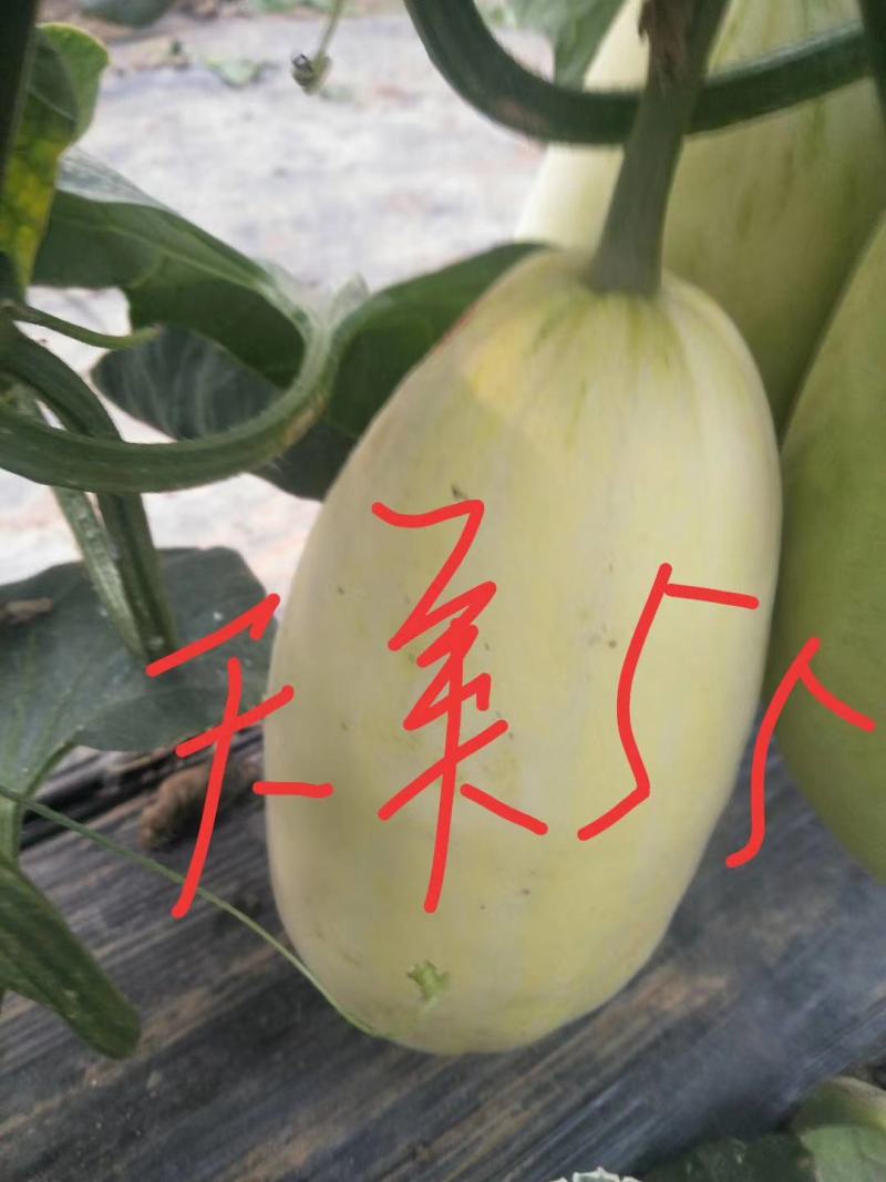 新乐市甜瓜4月份大量上市欢迎新老客户前来选购随到随装车