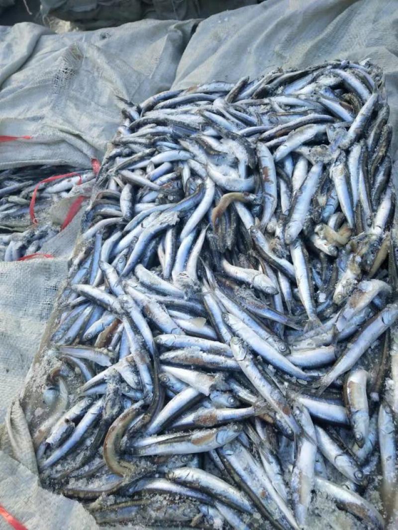 饲料鱼海捕鳀鱼船冻新货等级品种齐全