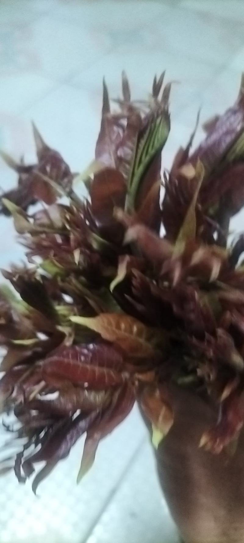 露天香椿芽大量上市，支持线上交易，按客户要求组织包装发货