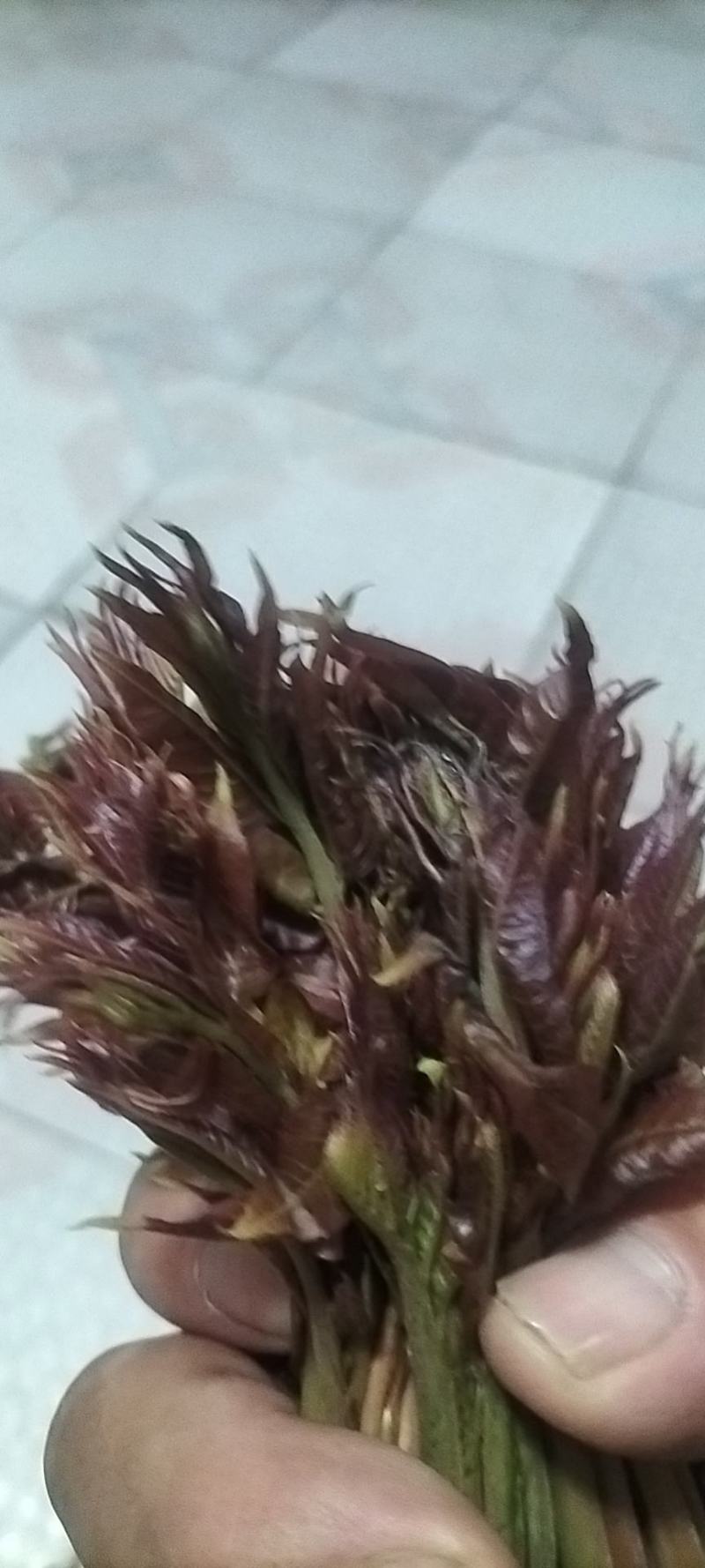 露天香椿芽大量上市，支持线上交易，按客户要求组织包装发货