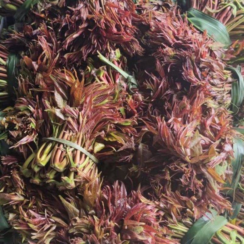 露天香椿芽大量上市，支持线上交易，按客户要求组织包装发货