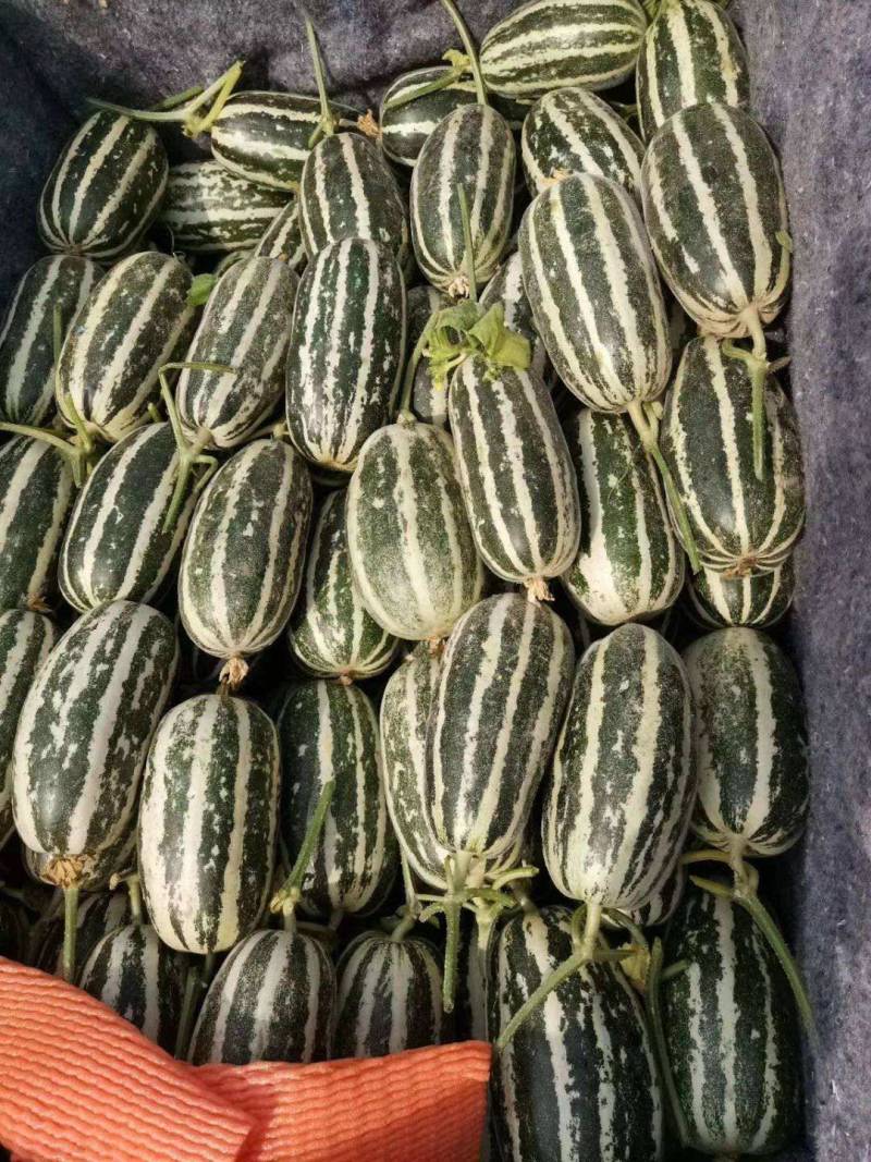 博洋九号甜瓜，口感好，糖度好，无农药残留，产地直销。
