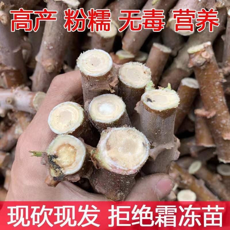 广西食用木薯种子面包薯黄肉薯苗，新鲜发货木薯茎