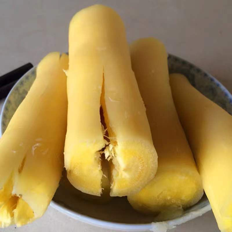 广西食用木薯种子面包薯黄肉薯苗，新鲜发货木薯茎