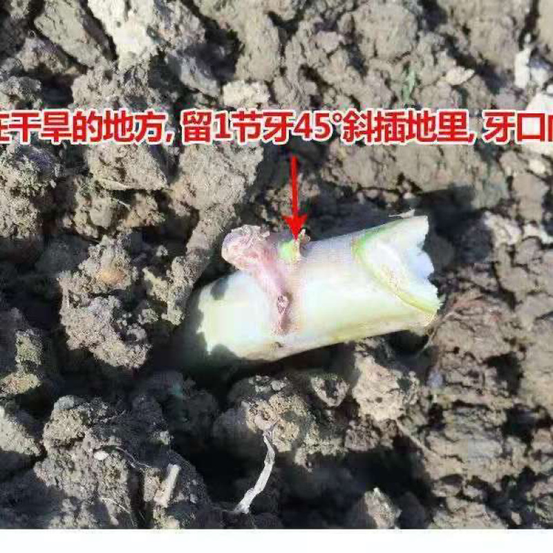 广西食用木薯种子面包薯黄肉薯苗，新鲜发货木薯茎