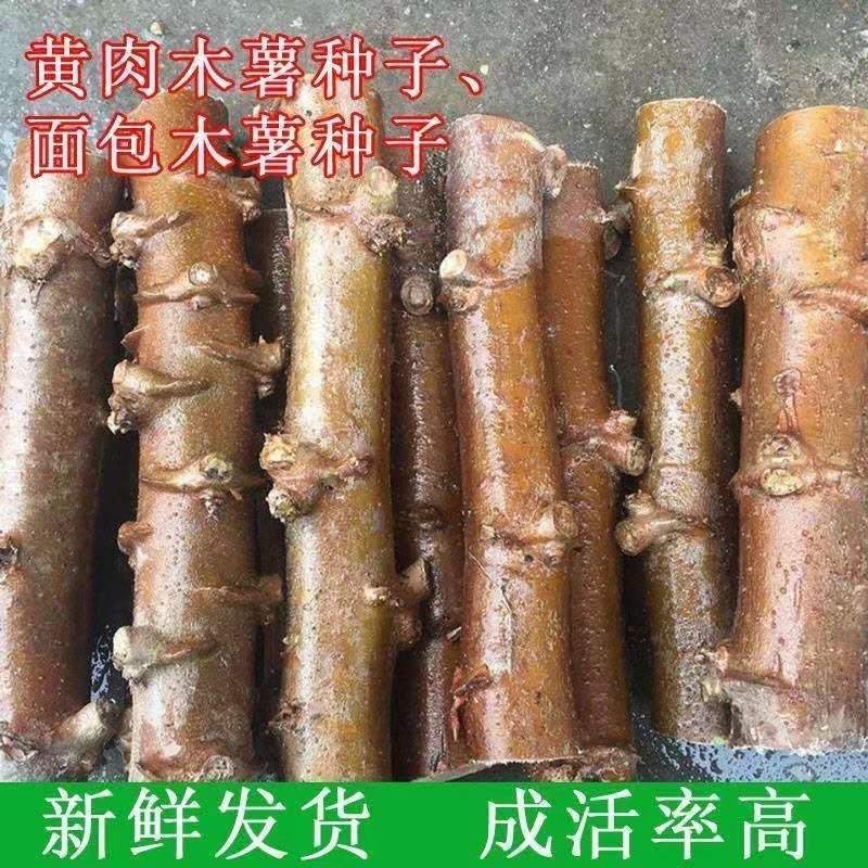 广西食用木薯种子面包薯黄肉薯苗，新鲜发货木薯茎
