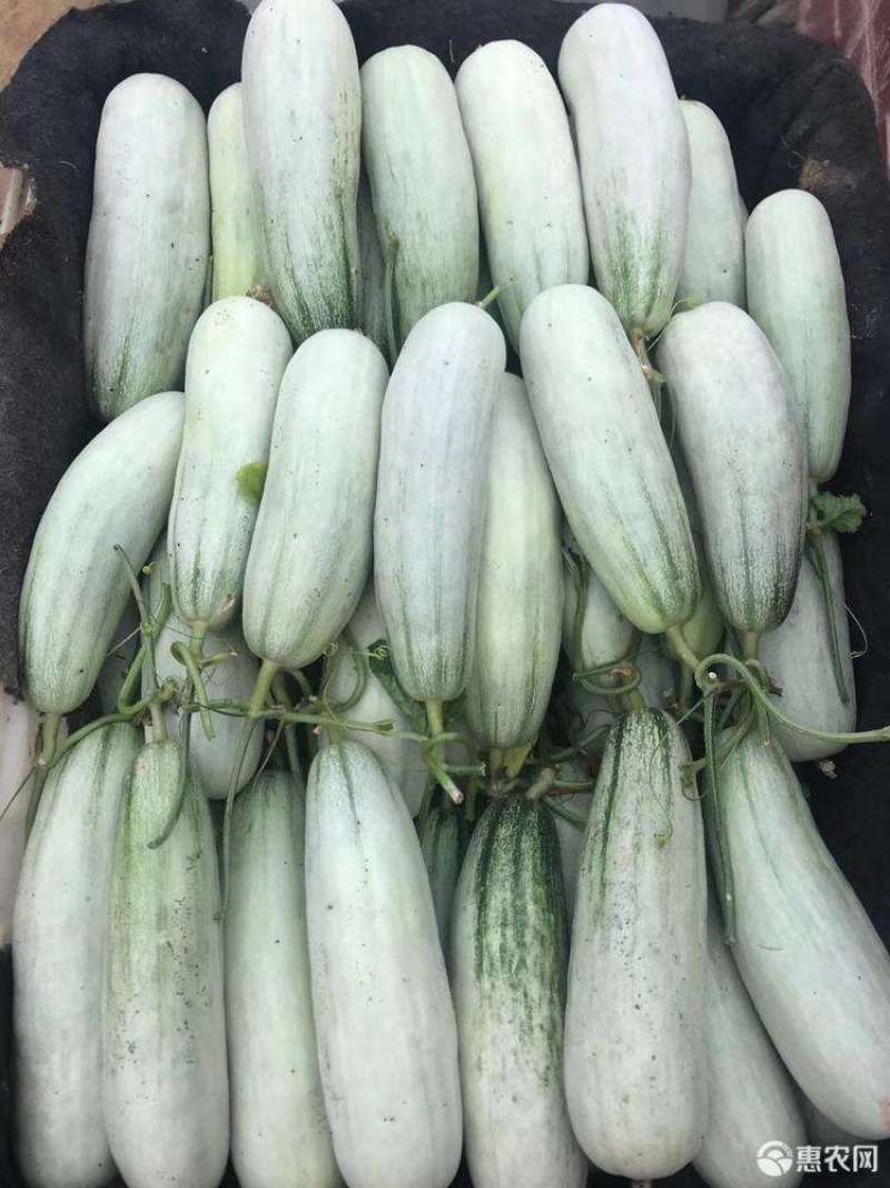 博洋61甜瓜，博洋系列，羊角蜜甜瓜，产地直销。