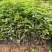 黄花风铃，黄花多花风铃小袋苗，优质黄花风铃苗供应，