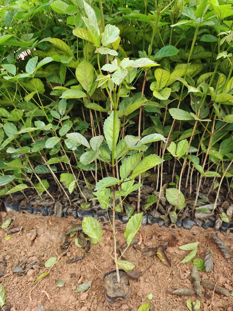 黄花风铃，黄花多花风铃小袋苗，优质黄花风铃苗供应，