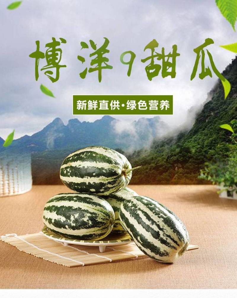 精品博洋九号甜瓜，瓜型好，口感好，无酒心，全国代发。