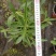 马鞭草杯苗大小杯苗马鞭草高度冠幅咨询我量大从优