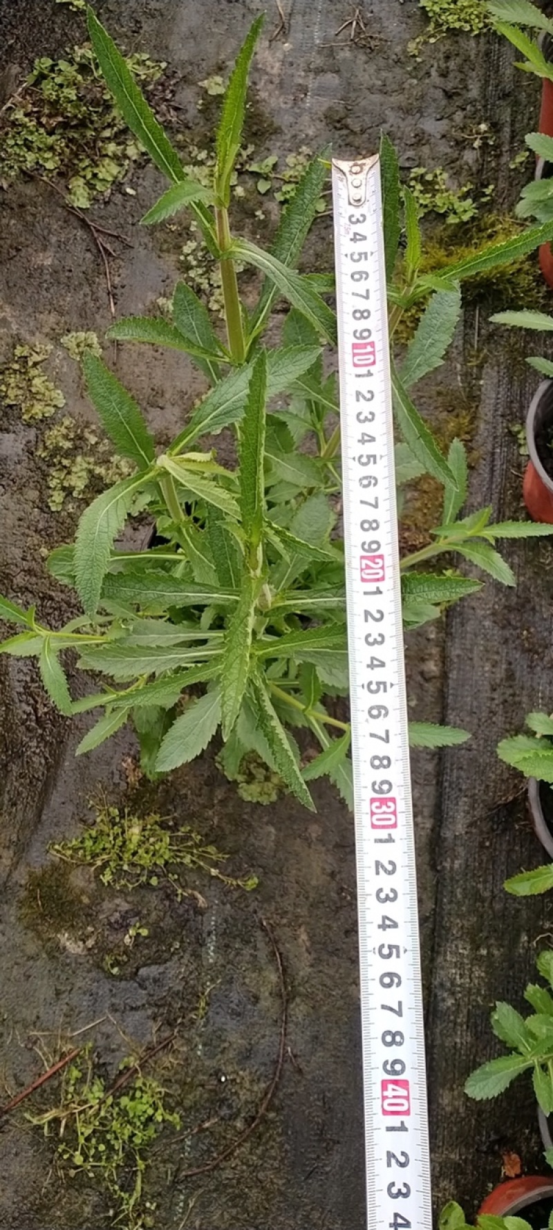 马鞭草杯苗大小杯苗马鞭草高度冠幅咨询我量大从优