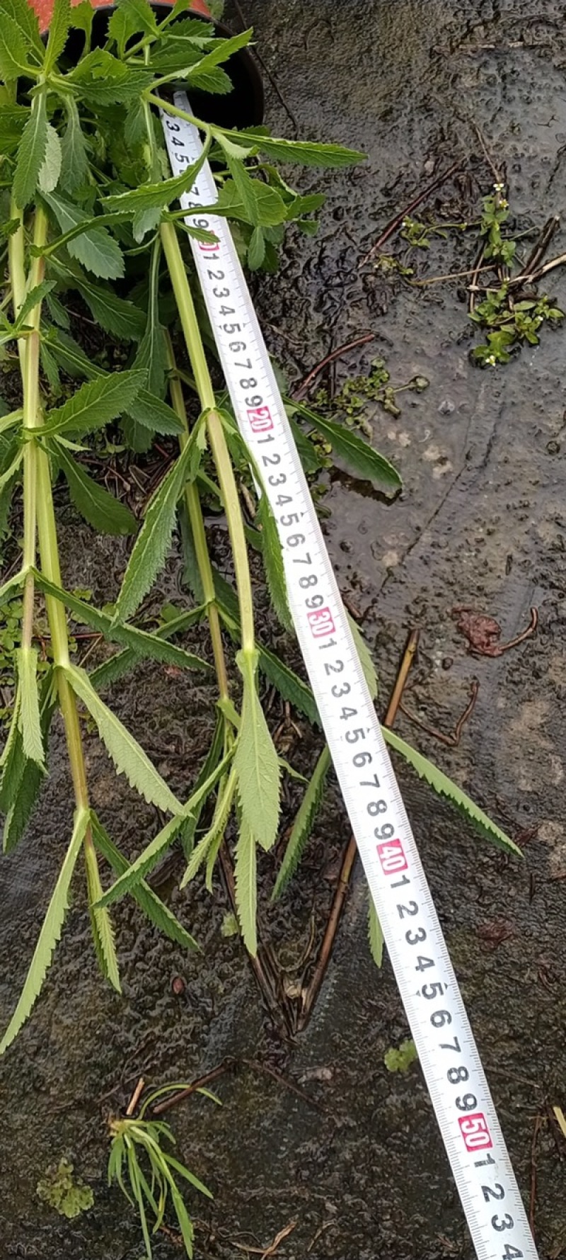 马鞭草杯苗大小杯苗马鞭草高度冠幅咨询我量大从优