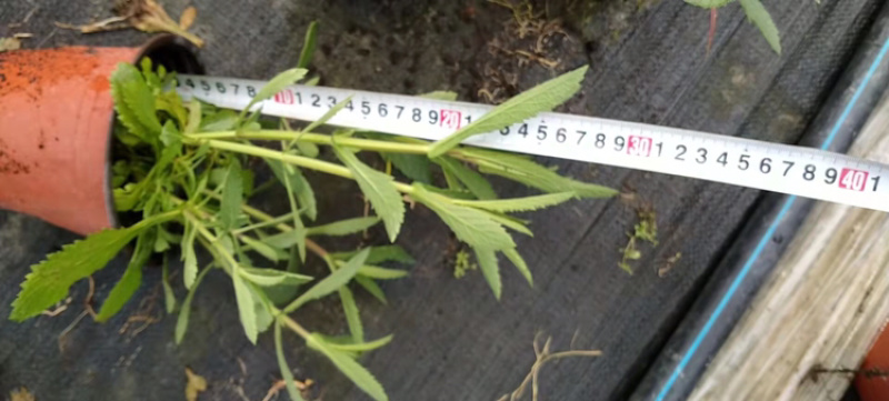马鞭草杯苗大小杯苗马鞭草高度冠幅咨询我量大从优