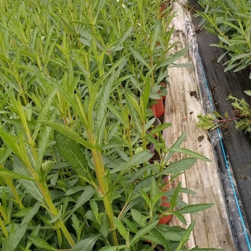 马鞭草杯苗大小杯苗马鞭草高度冠幅咨询我量大从优