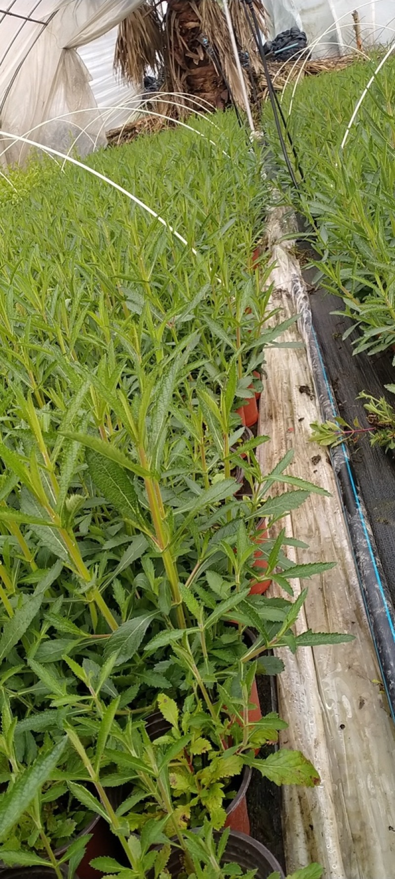 马鞭草杯苗大小杯苗马鞭草高度冠幅咨询我量大从优