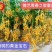 甜宝石礼品小番茄耐裂果耐热抗病单果重20克囗感好易管理