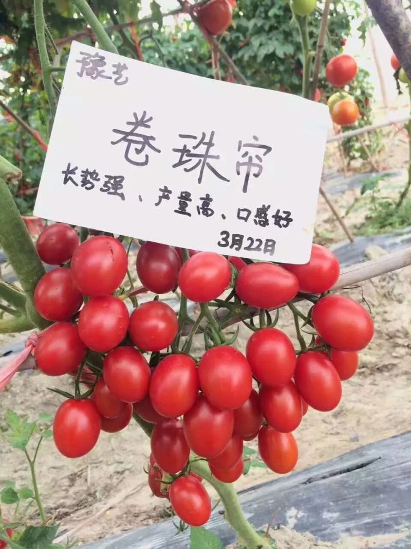 甜宝石礼品小番茄耐裂果耐热抗病单果重20克囗感好易管理