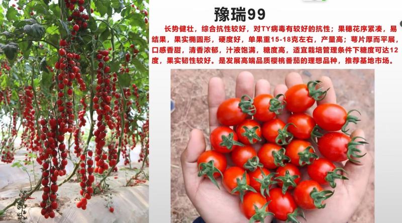 甜宝石礼品小番茄耐裂果耐热抗病单果重20克囗感好易管理