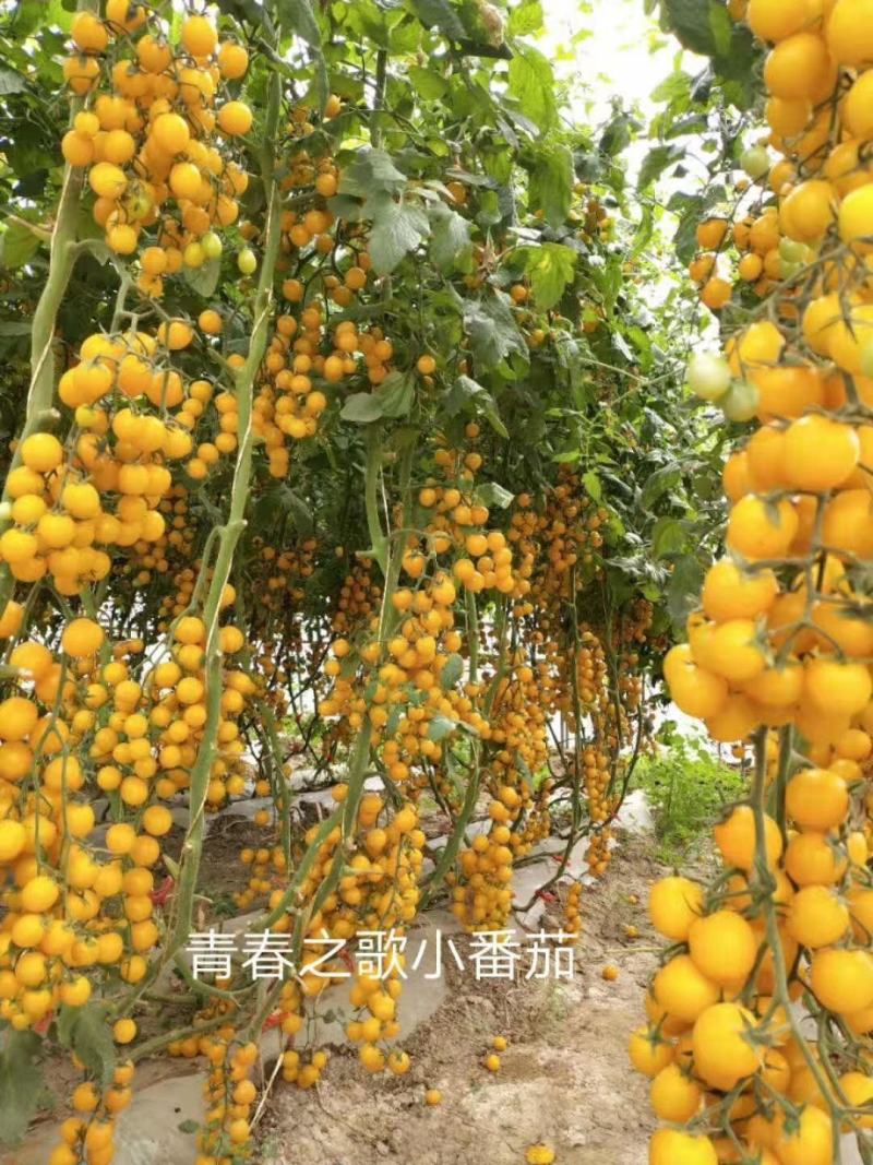 甜宝石礼品小番茄耐裂果耐热抗病单果重20克囗感好易管理