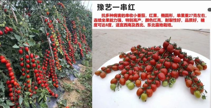 甜宝石礼品小番茄耐裂果耐热抗病单果重20克囗感好易管理
