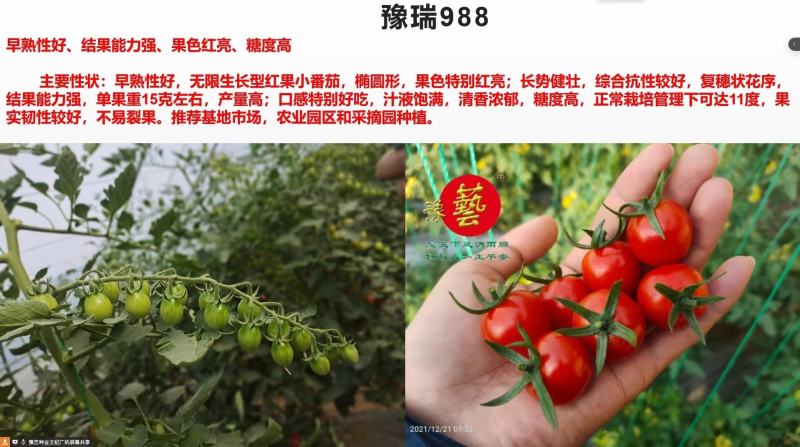 甜宝石礼品小番茄耐裂果耐热抗病单果重20克囗感好易管理