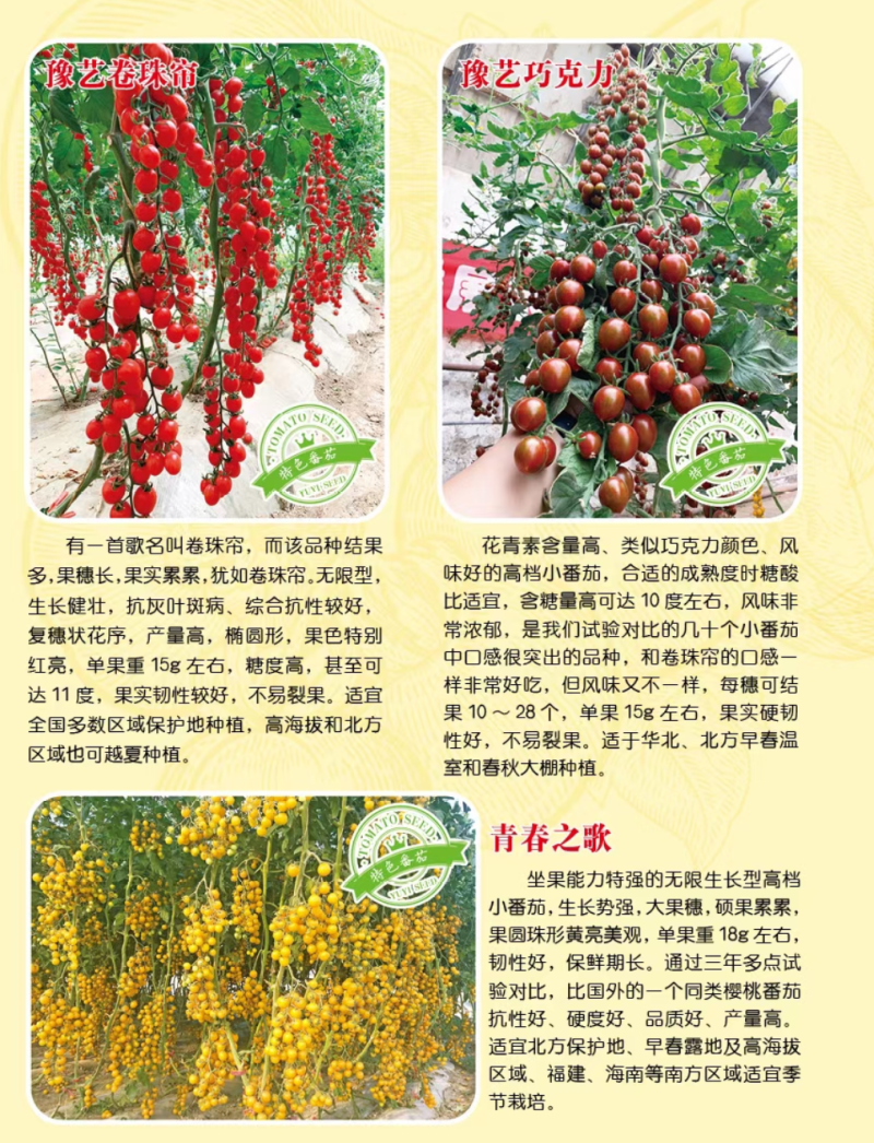 甜宝石礼品小番茄耐裂果耐热抗病单果重20克囗感好易管理