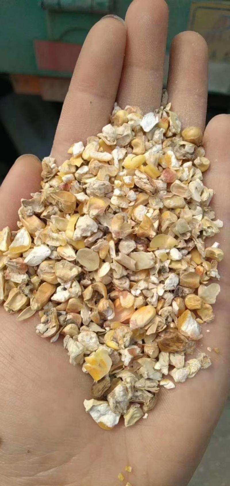 烘干碎玉米，适用于饲料厂，养殖喂养猪牛羊鸡鸭鹅常年供货