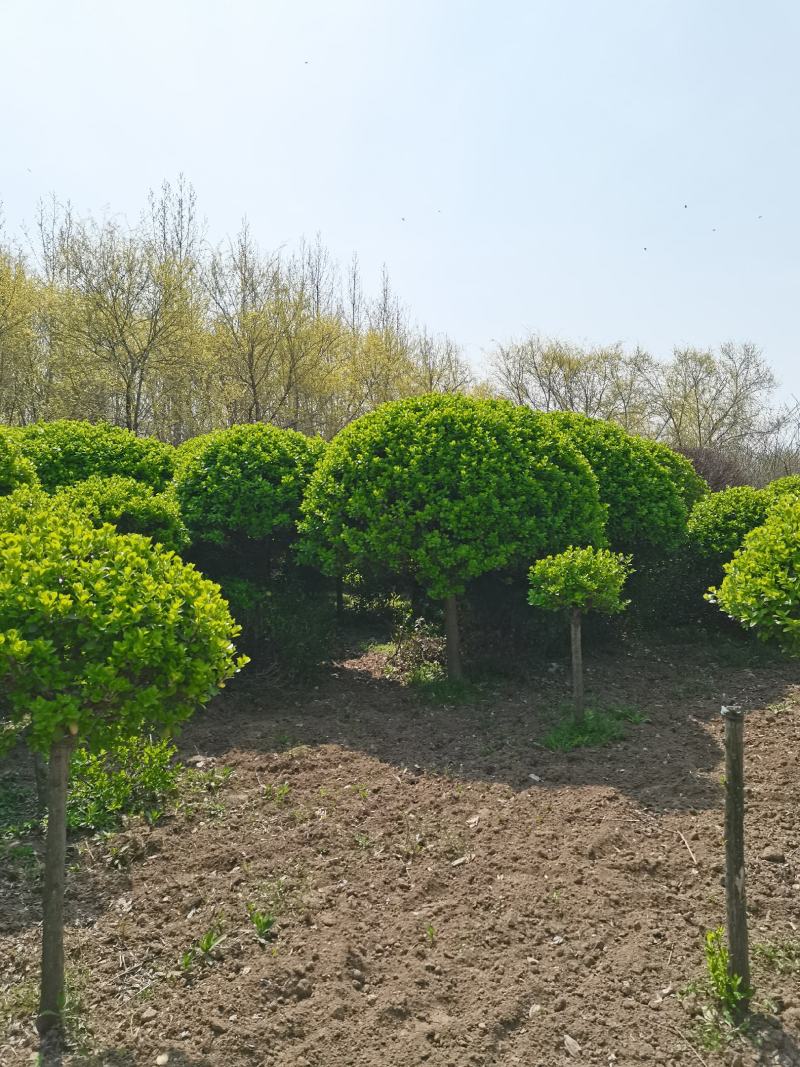 高杆卫茅球、丛生卫茅球、造型卫茅、卫茅树基地