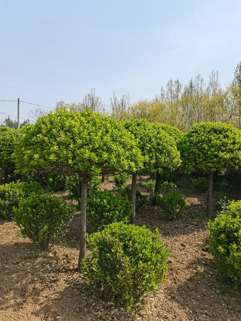 高杆卫茅球、丛生卫茅球、造型卫茅、卫茅树基地