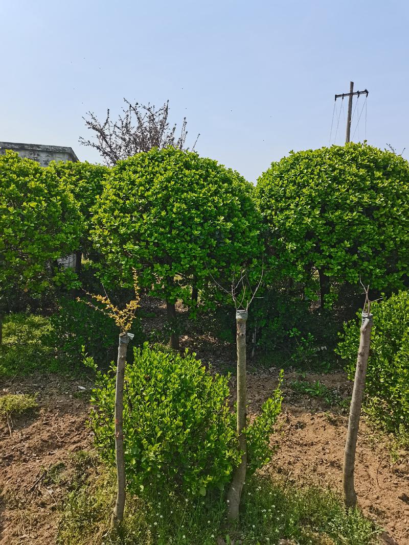 高杆卫茅球、丛生卫茅球、造型卫茅、卫茅树基地