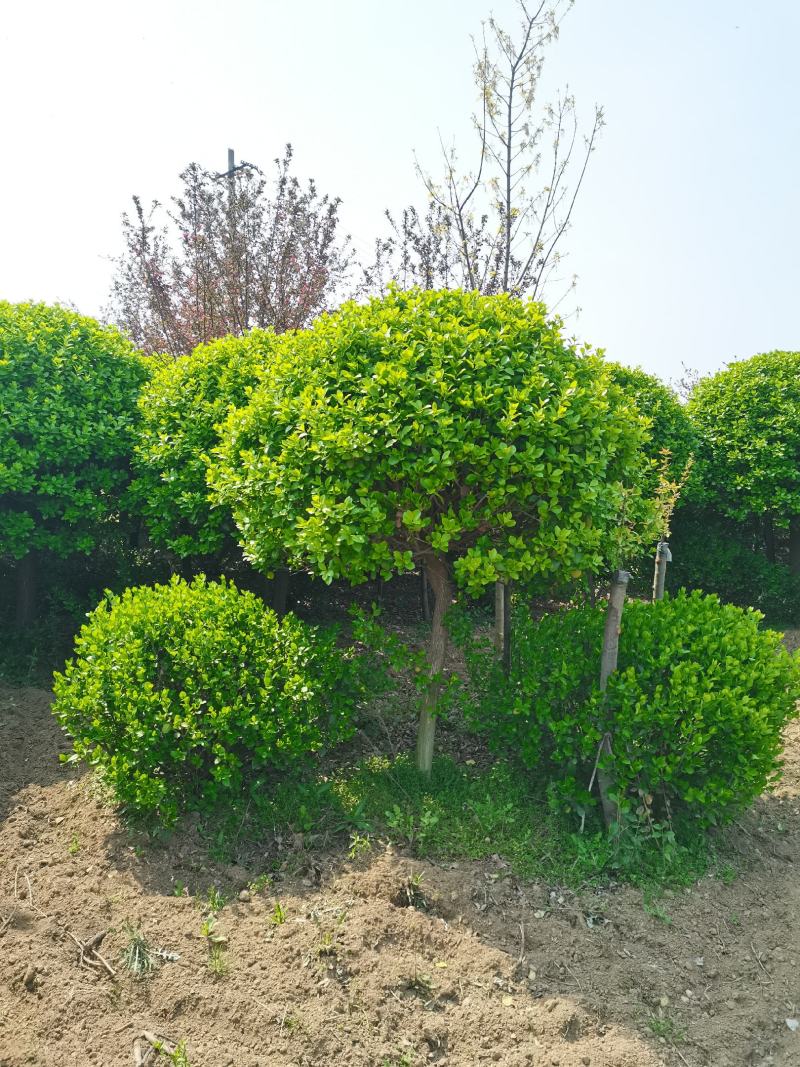 高杆卫茅球、丛生卫茅球、造型卫茅、卫茅树基地
