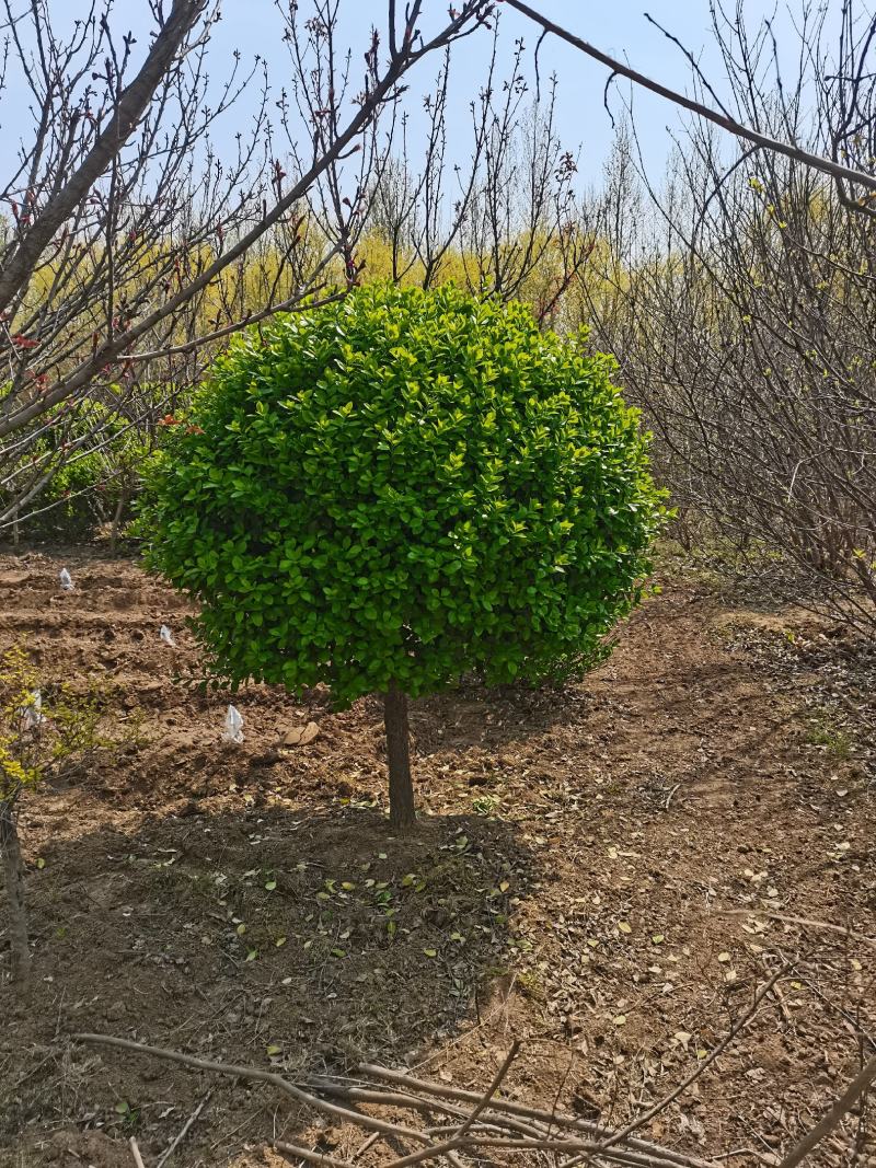 高杆卫茅球、丛生卫茅球、造型卫茅、卫茅树基地