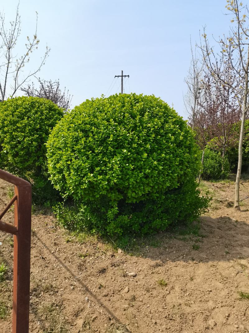 高杆卫茅球、丛生卫茅球、造型卫茅、卫茅树基地