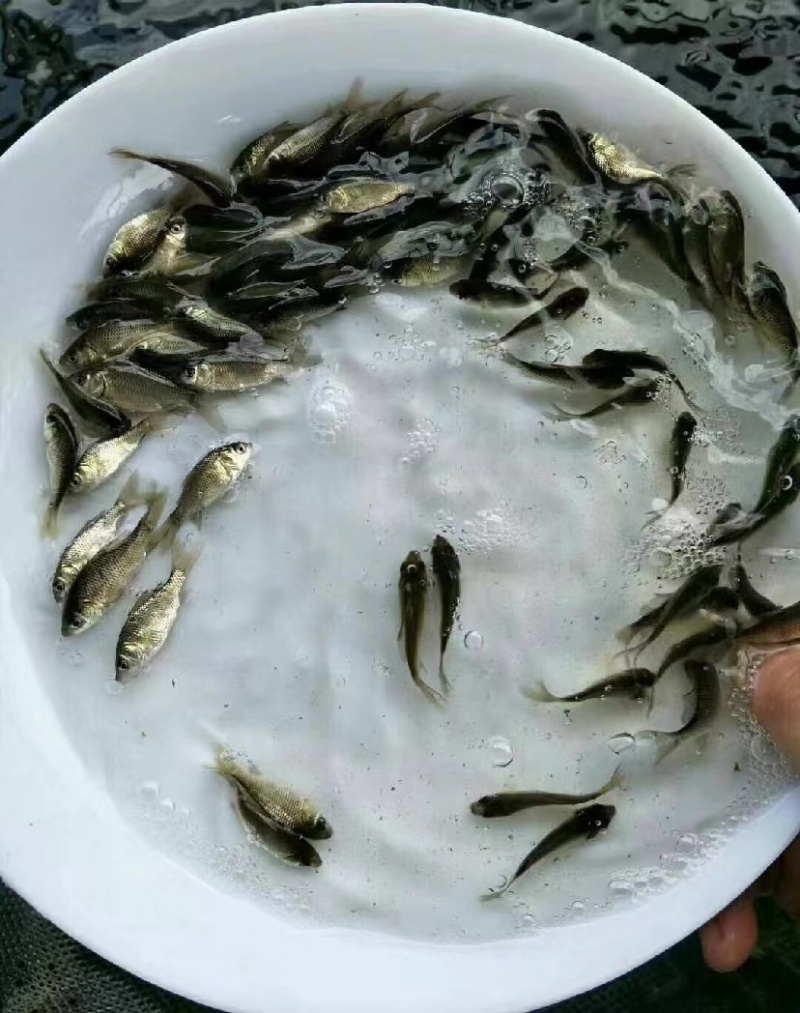 优质鲫鱼苗中科3号中科5号鲫鱼苗繁育基地常年供应