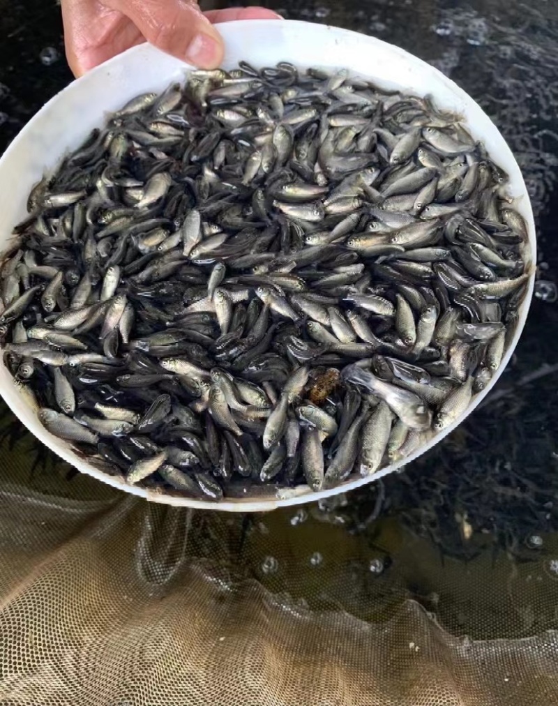 优质鲫鱼苗中科3号中科5号鲫鱼苗繁育基地常年供应