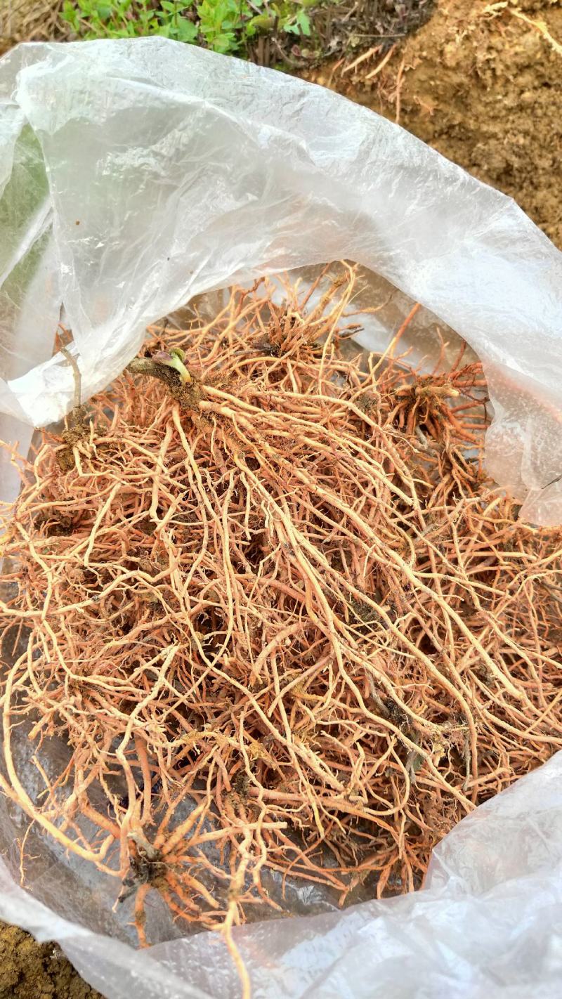 野蚕豆