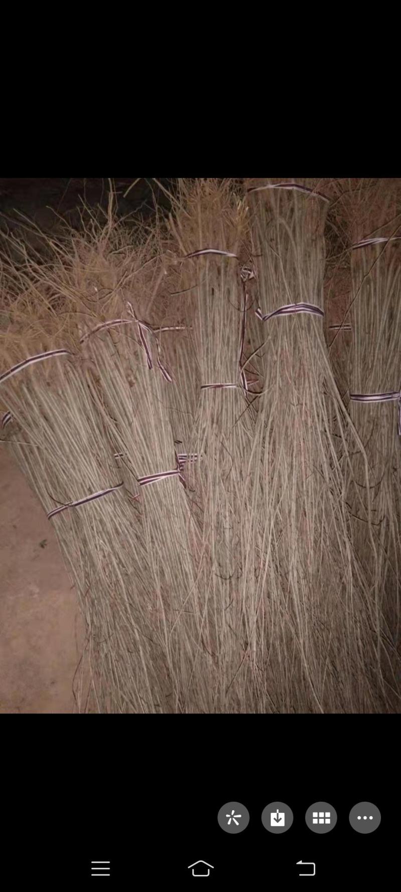 花石榴苗