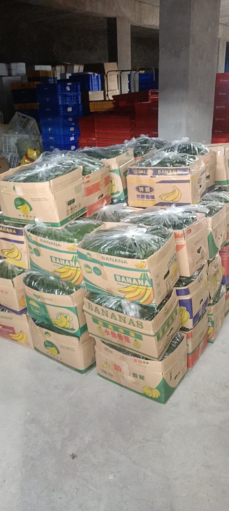 河南鹿邑大棚精品密刺黄瓜翠绿油亮产地直发，商超直供