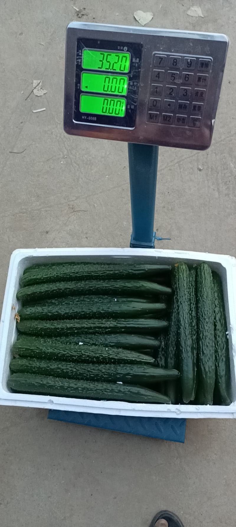河南鹿邑大棚精品密刺黄瓜翠绿油亮产地直发，商超直供